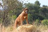 RODESIAN RIDGEBACK 244